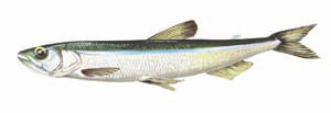 smelt